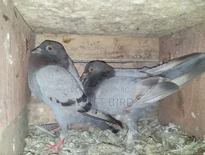 রানিং কবুতরর