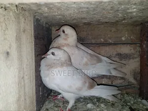 রানিং কবুতরর