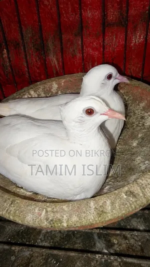 অস্ট্রেলিয়ান, ঘুঘু, পাখি
