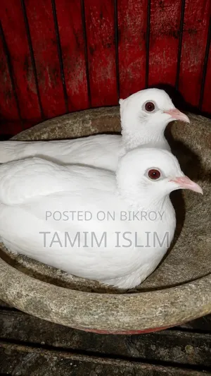 অস্ট্রেলিয়ান, ঘুঘু, পাখি
