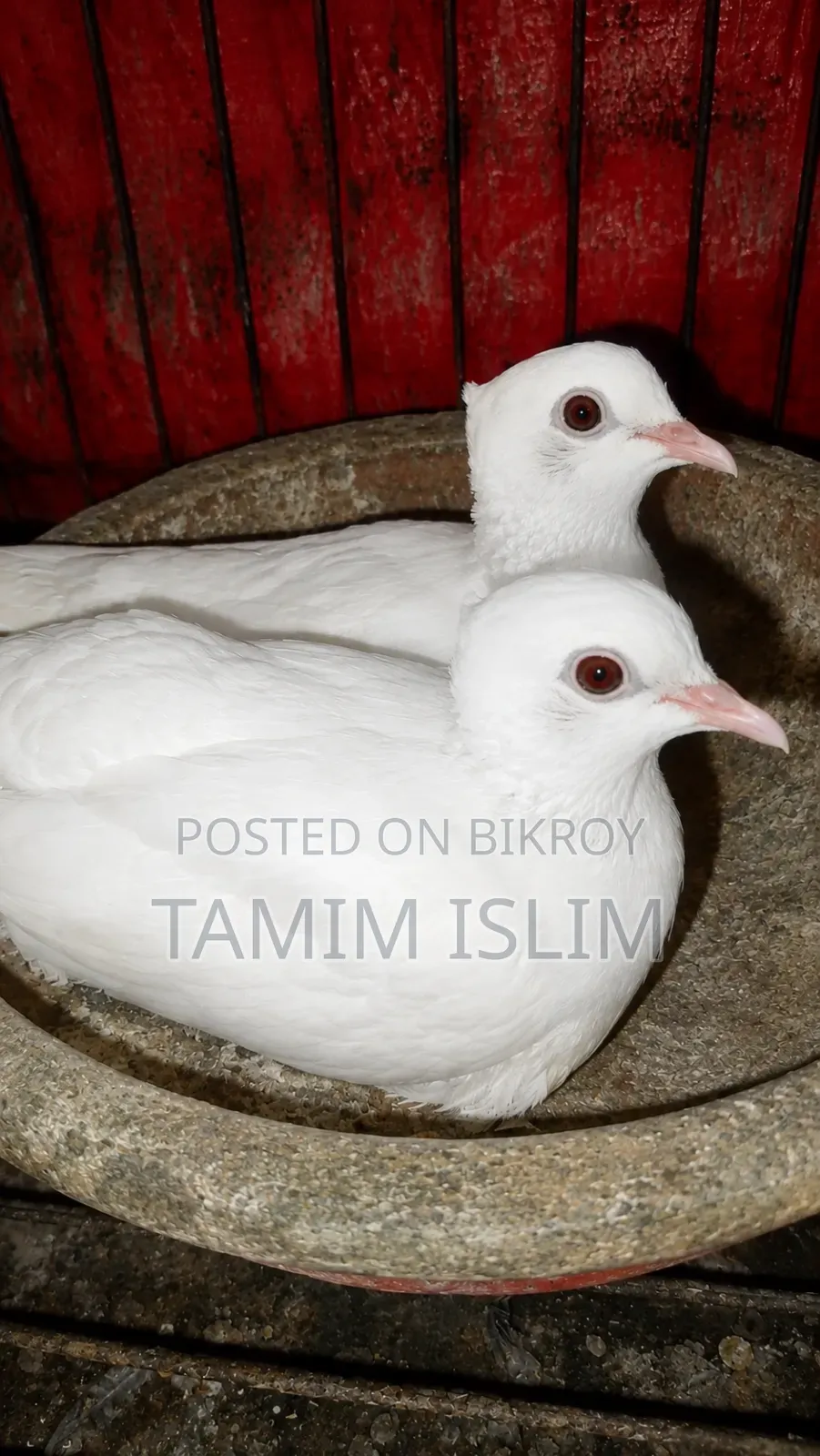 অস্ট্রেলিয়ান, ঘুঘু, পাখি