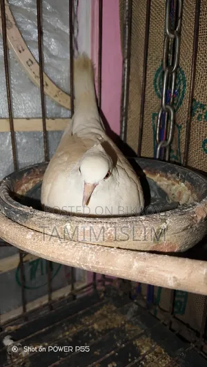 অস্ট্রেলিয়ান, ঘুঘু, পাখি