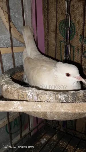 অস্ট্রেলিয়ান, ঘুঘু, পাখি