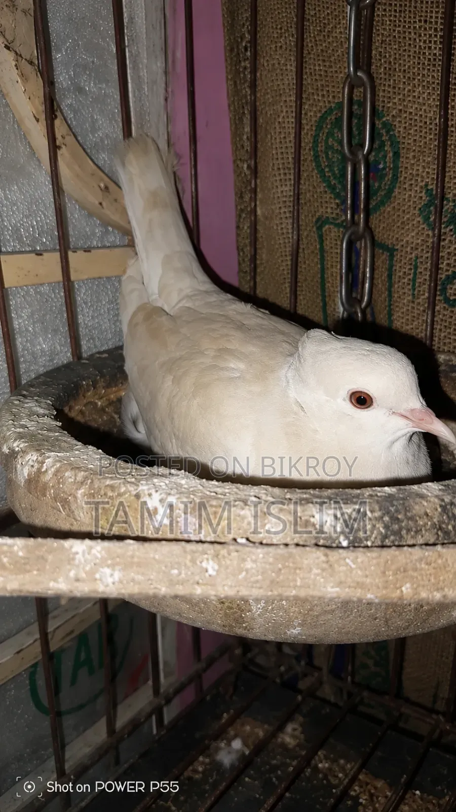 অস্ট্রেলিয়ান, ঘুঘু, পাখি