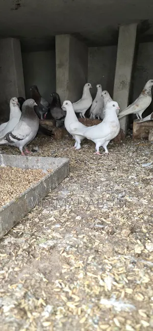 কোবুতর গুলো ভালো