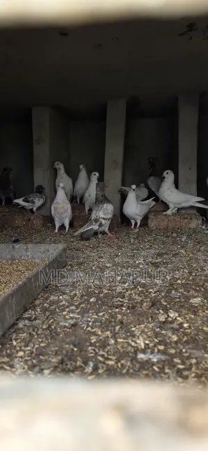কোবুতর গুলো ভালো