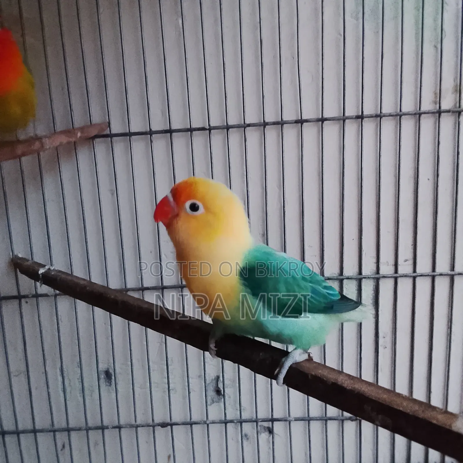 লাভ বার্ড ফিমেল