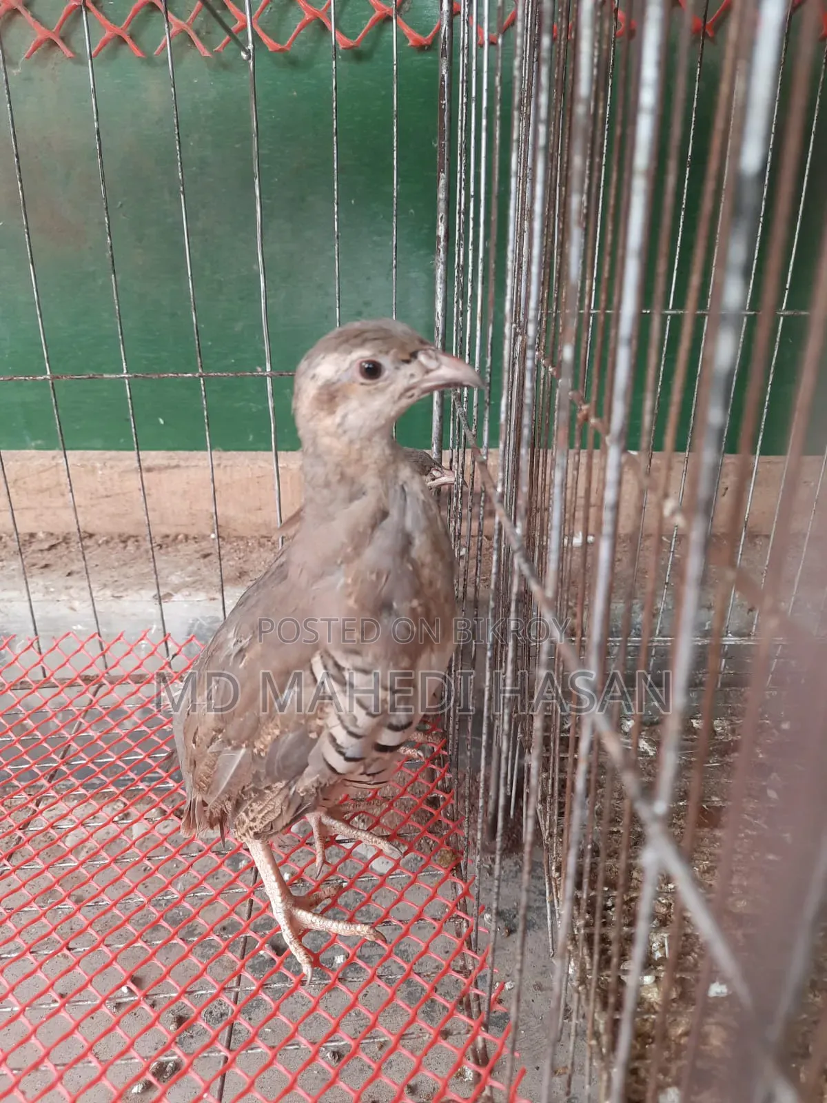 Chukar Partridge