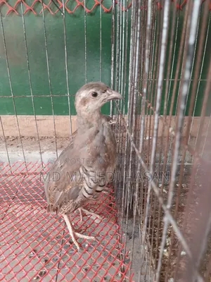 Chukar Partridge