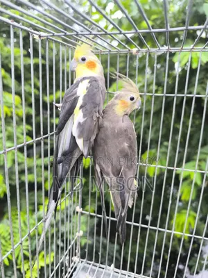 এক জোড়া গ্রে রানিং ককাটেল পাখি বিক্রি হবে