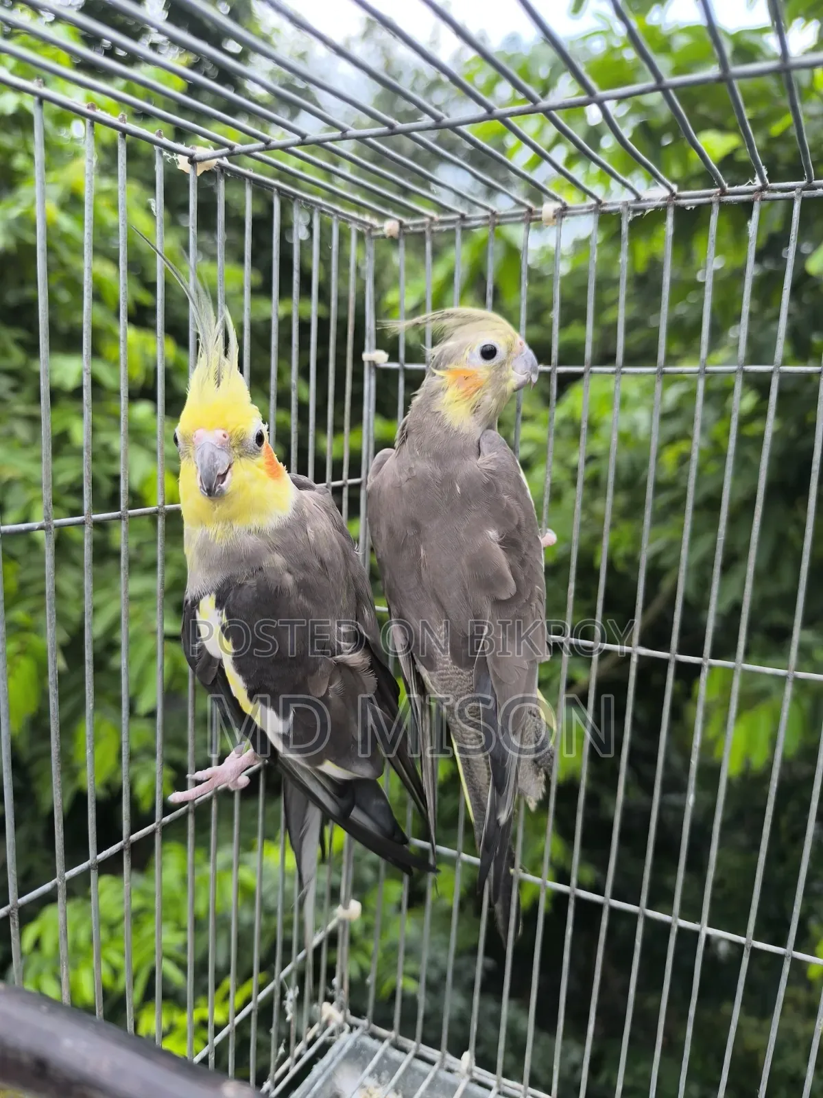 এক জোড়া গ্রে রানিং ককাটেল পাখি বিক্রি হবে