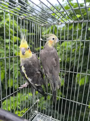এক জোড়া গ্রে রানিং ককাটেল পাখি বিক্রি হবে
