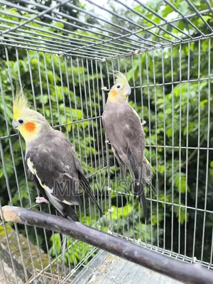 এক জোড়া গ্রে রানিং ককাটেল পাখি বিক্রি হবে