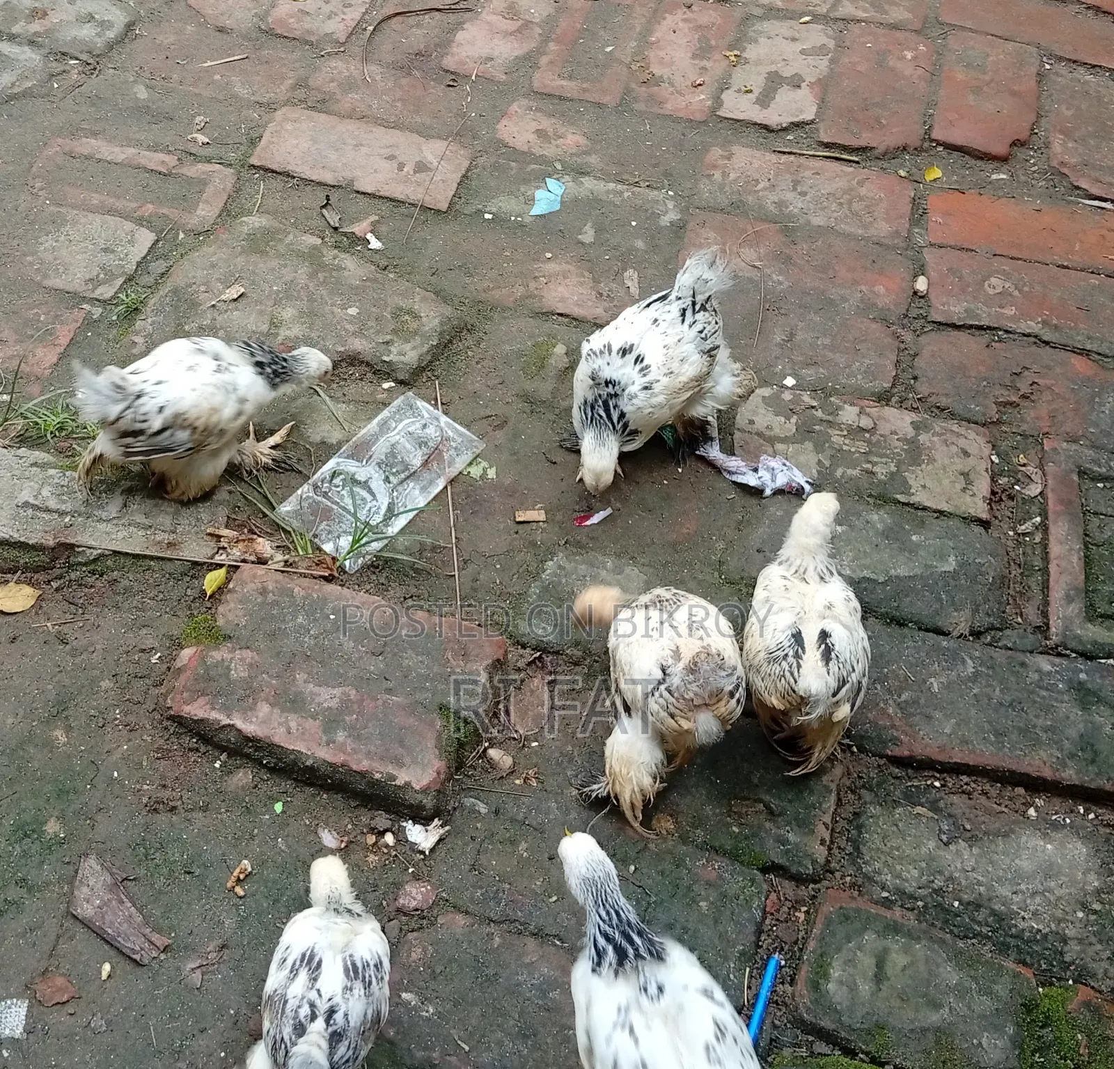 6 Pieces Colombian Light Brahma for Sale