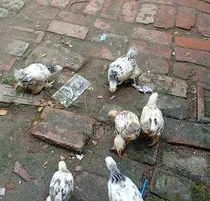 6 Pieces Colombian Light Brahma for Sale