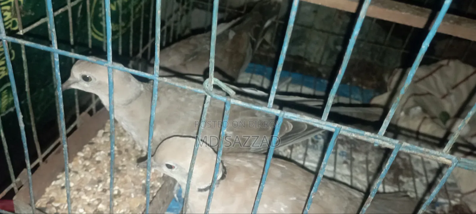 অস্ট্রেলিয়ান ঘুঘু পাখির বাচ্চা ৩ মাস বয়স