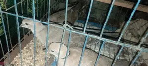 অস্ট্রেলিয়ান ঘুঘু পাখির বাচ্চা ৩ মাস বয়স