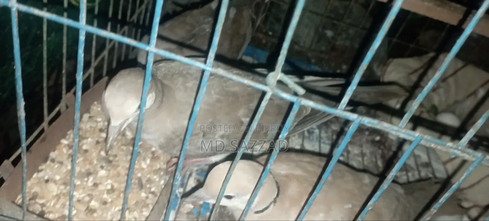 অস্ট্রেলিয়ান ঘুঘু পাখির বাচ্চা ৩ মাস বয়স