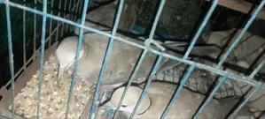 অস্ট্রেলিয়ান ঘুঘু পাখির বাচ্চা ৩ মাস বয়স