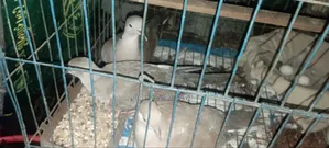 অস্ট্রেলিয়ান ঘুঘু পাখির বাচ্চা ৩ মাস বয়স