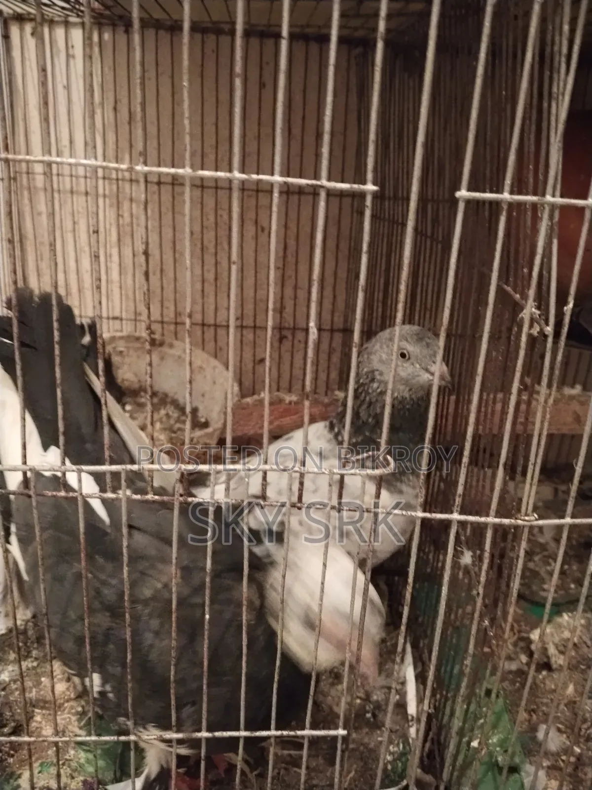Pigeon Sell