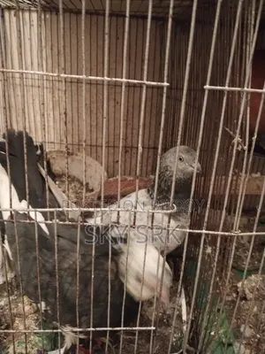 Pigeon Sell
