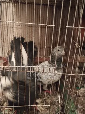 Pigeon Sell