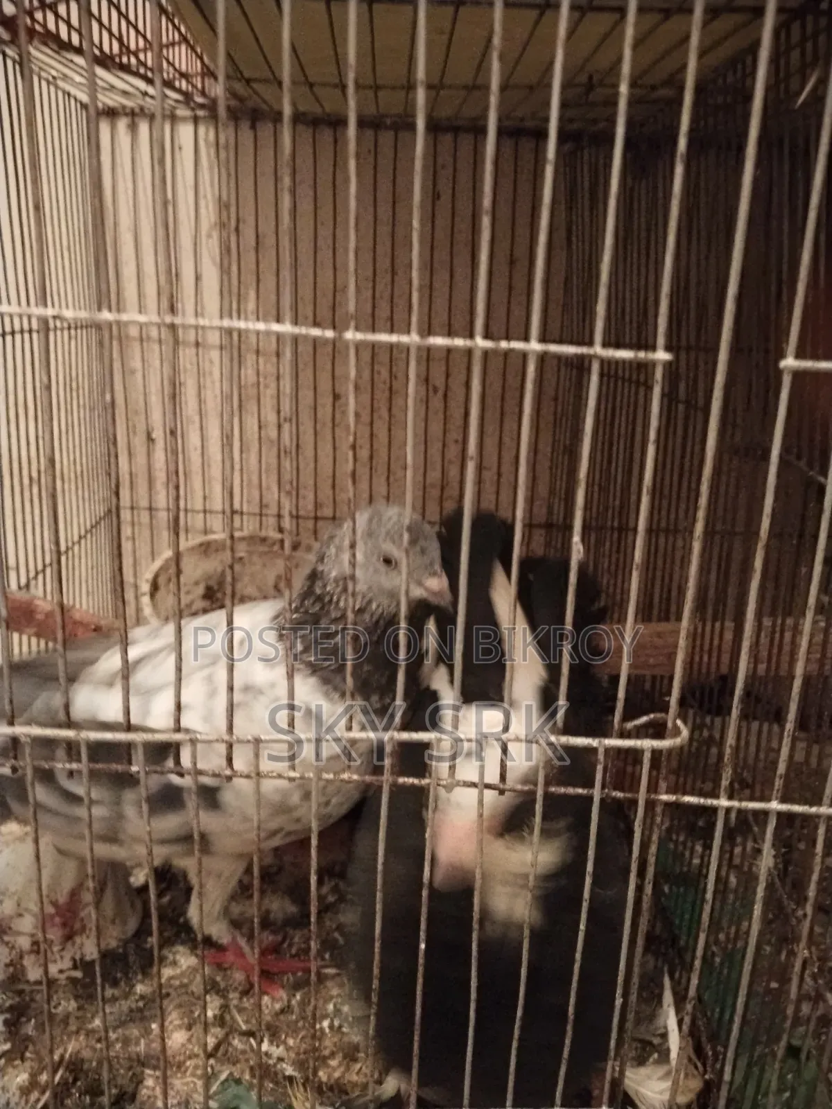 Pigeon Sell