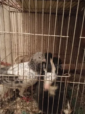 Pigeon Sell