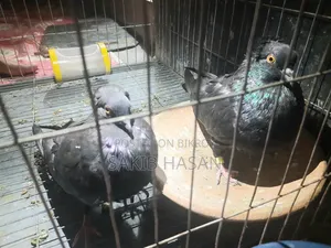 Black Bombay Pigeon