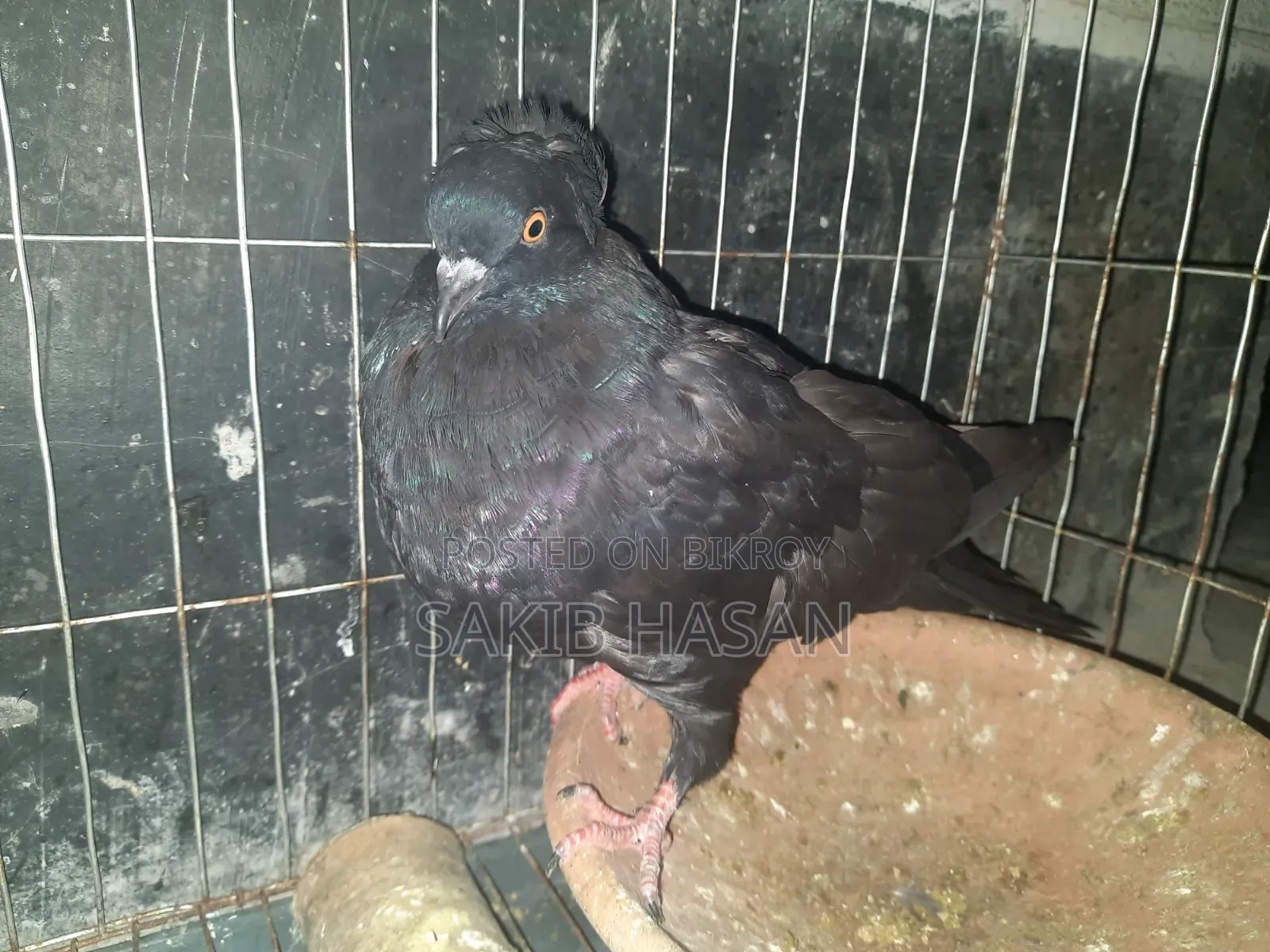 Black Bombay Pigeon