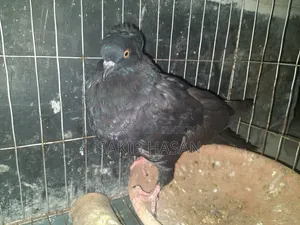 Black Bombay Pigeon