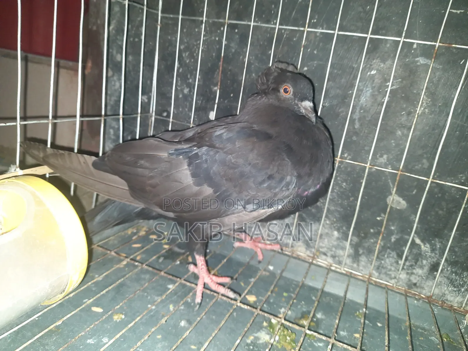 Black Bombay Pigeon