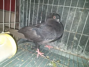 Black Bombay Pigeon