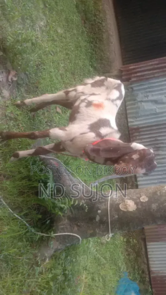Tota Pori Two-Teetored Castrated Goat, contact quickly if you want to buy
