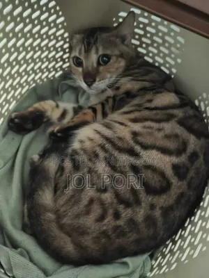 1+ Year Female Purebred Bengal Cat