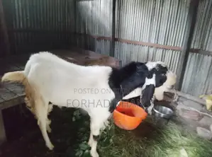 2-Tooth Premium Quality Totapuri Cross Breeding Goat (45-50kg)