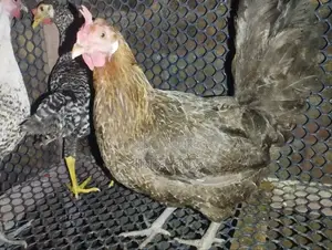 Pure Local Chicken