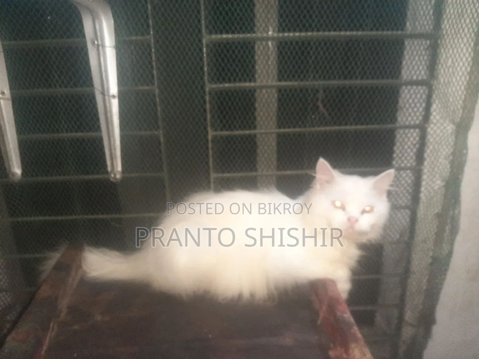 ১+ বছরের পুরুষ খাঁটি পার্সিয়ান