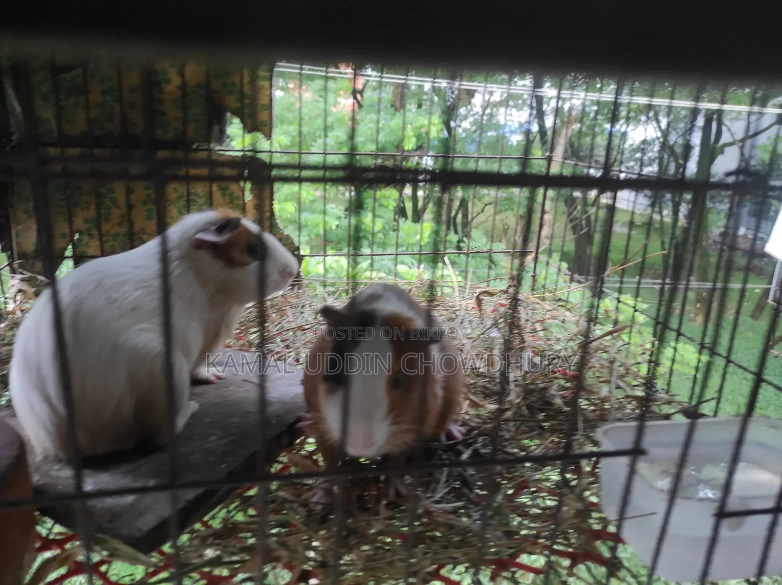 গিনি পিগ নতুন অ্যাডাল্ট পেয়ার