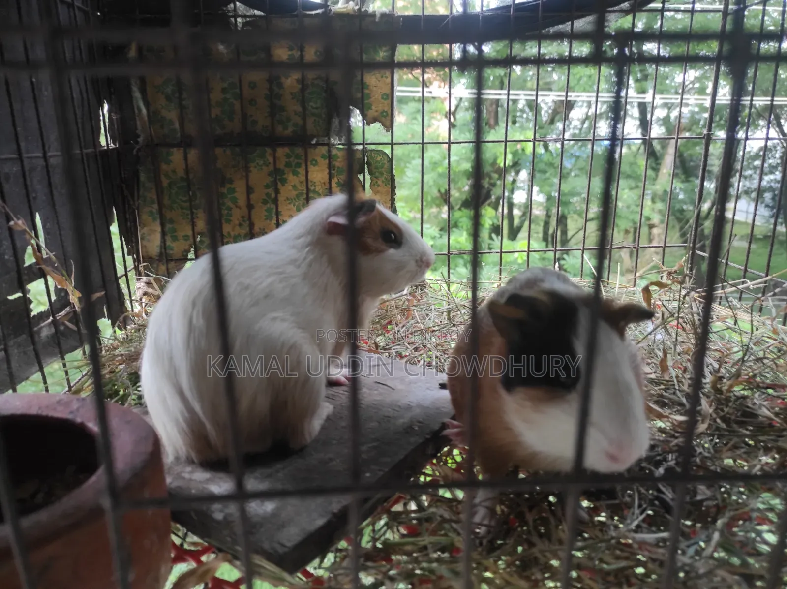 গিনি পিগ নতুন অ্যাডাল্ট পেয়ার