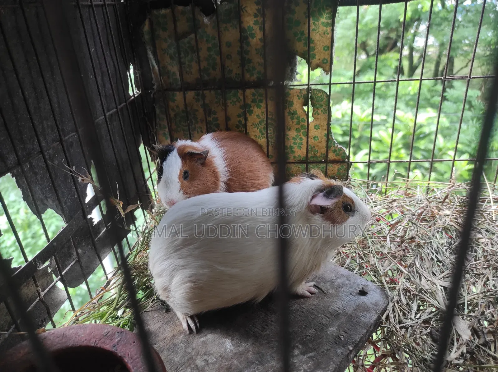 গিনি পিগ নতুন অ্যাডাল্ট পেয়ার