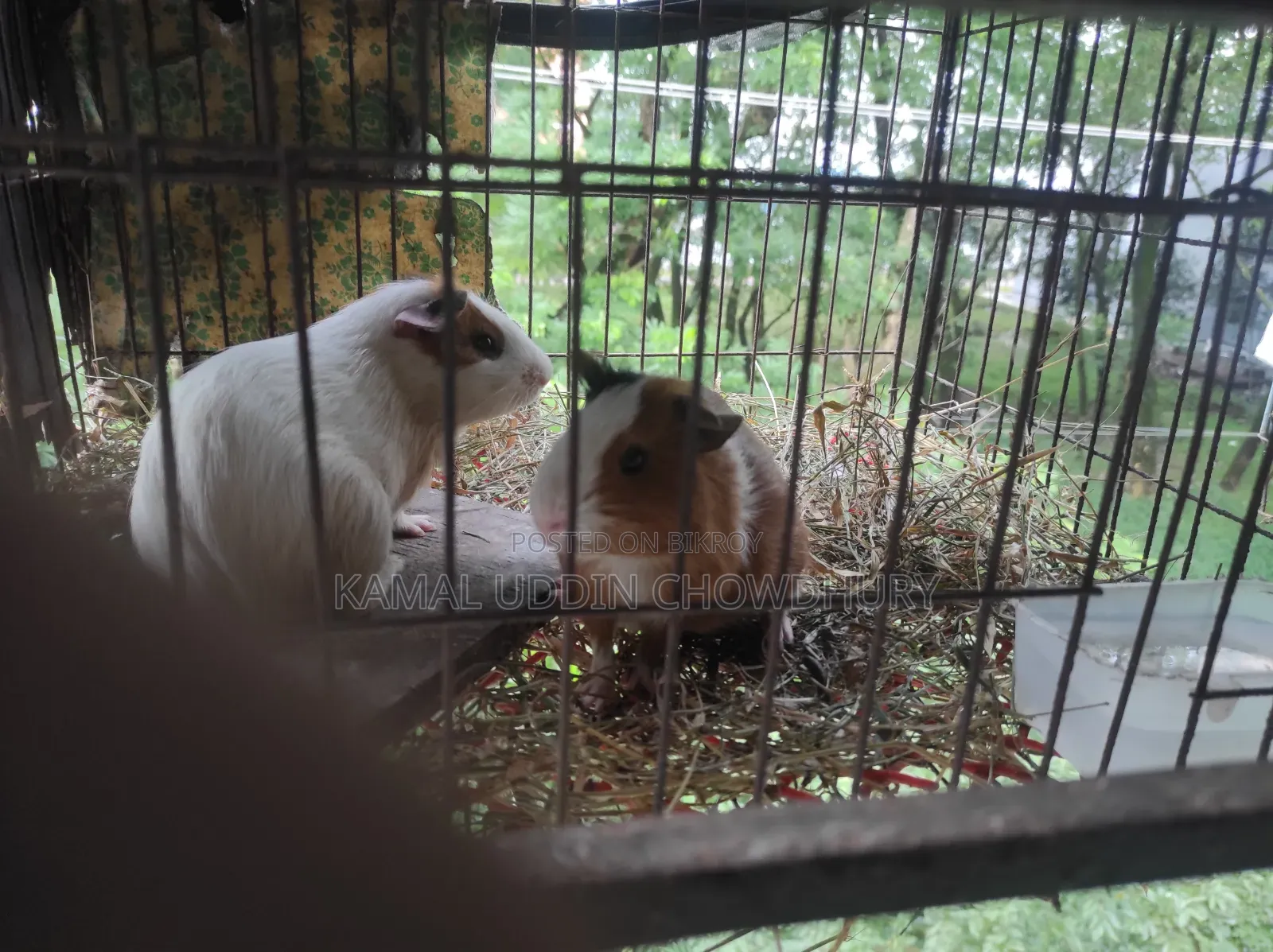 গিনি পিগ নতুন অ্যাডাল্ট পেয়ার