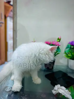 ৬-১২ মাসের মাদি খাঁটি পার্সিয়ান বিড়াল