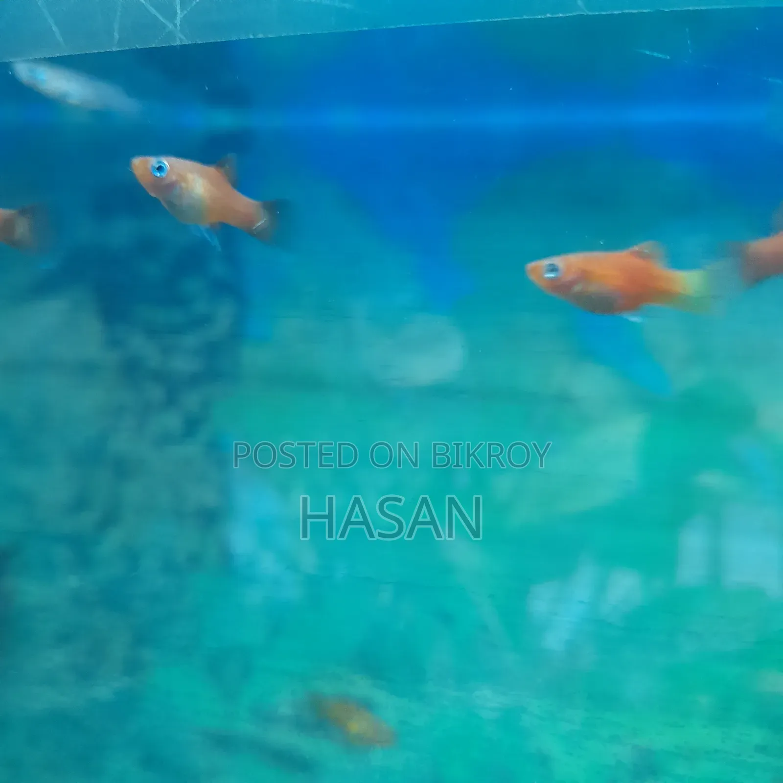 Juvenile Platies