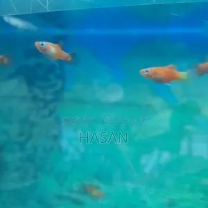 Juvenile Platies