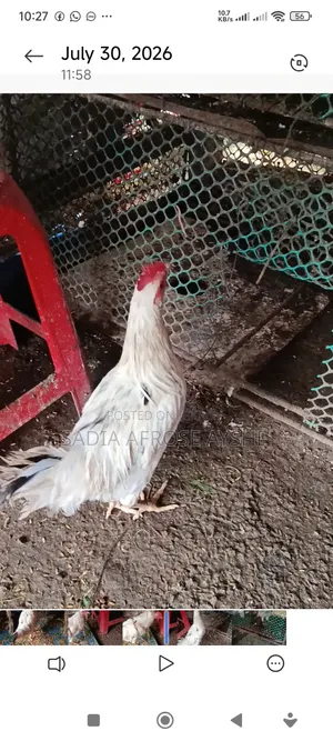 দেশি মোরগ সেল হবে