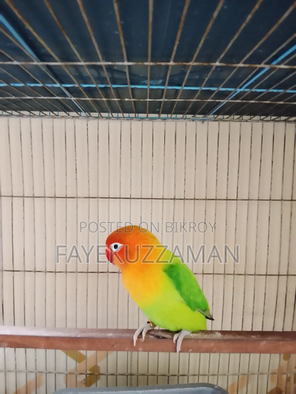 রানিং মেল লাববার্ড সেল হবে