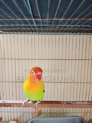 রানিং মেল লাববার্ড সেল হবে