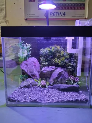 Crystal Clear Nano Glass Aquarium (9" × 6" × 8.2") | 3 Package Options